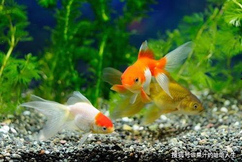 娱乐718吃瓜张金鱼,张金鱼吃瓜背后的故事  第3张